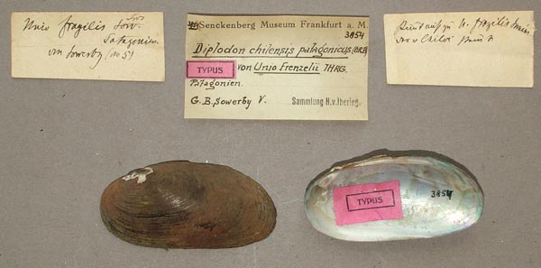 specimen