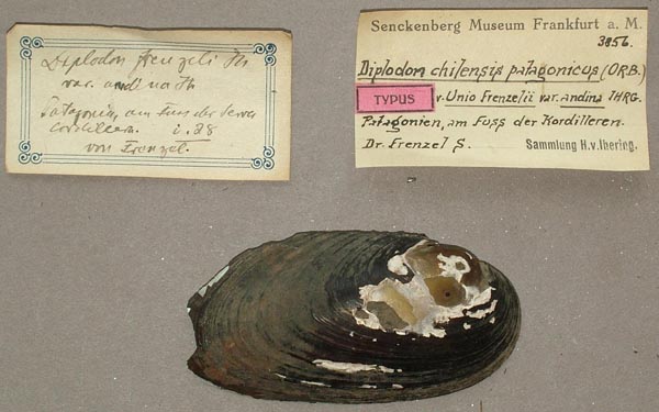 specimen