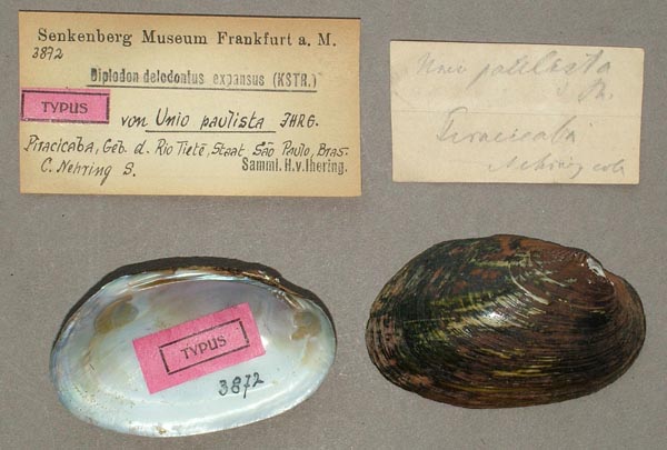 specimen