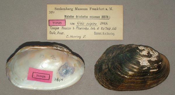 specimen