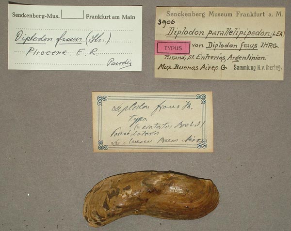 specimen