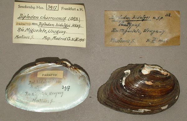 specimen