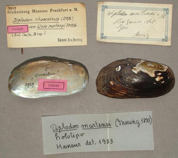 specimen