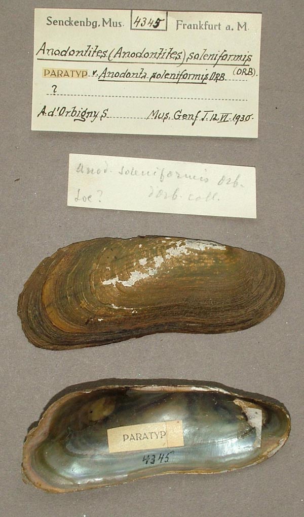specimen