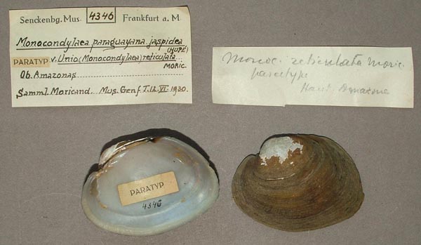specimen