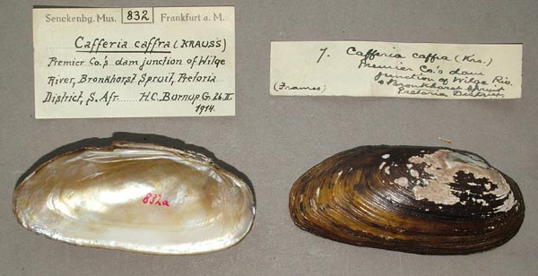 image of lot SMF_832