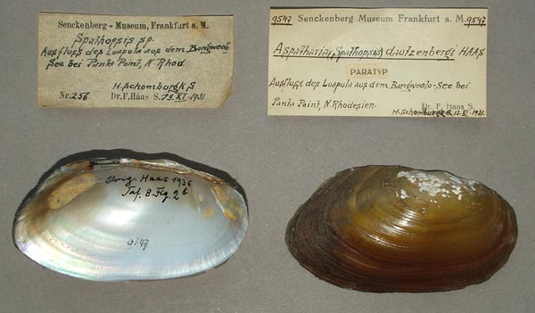 image of lot SMF_9547