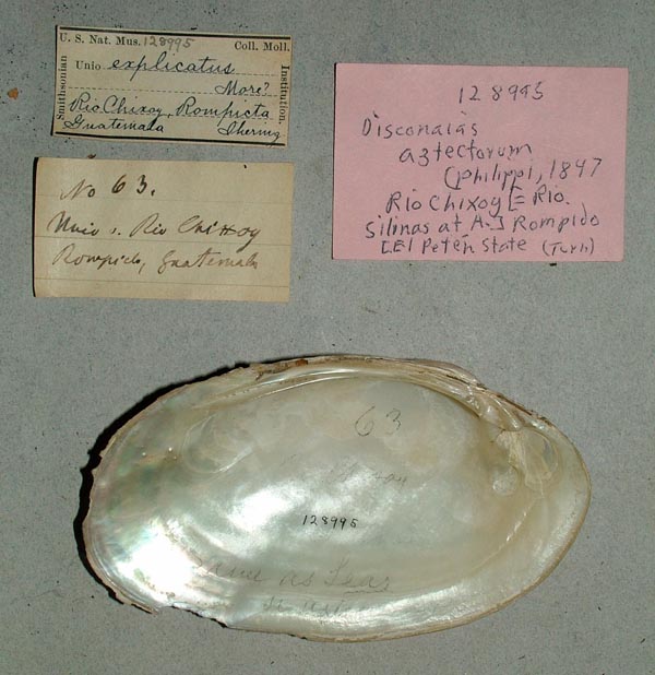 image of lot USNM_128995