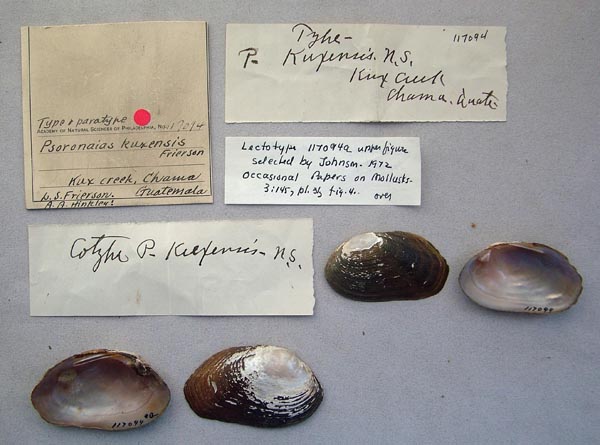 image of lot ANSP_117094