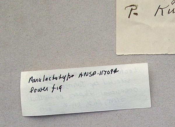 image of lot ANSP_117094