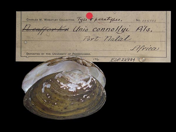 image of lot ANSP_125501A