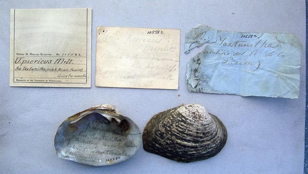 image of lot ANSP_125582