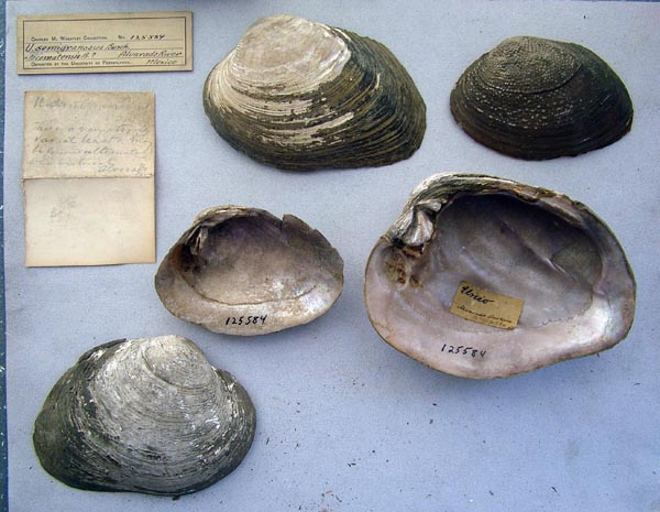 image of lot ANSP_125584