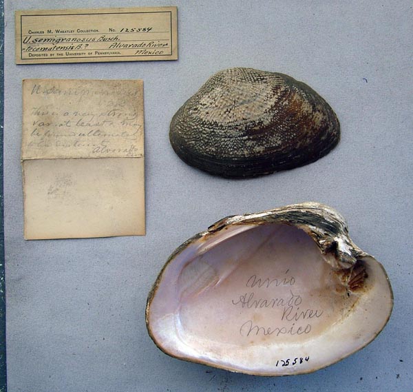 image of lot ANSP_125584