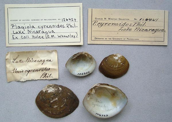 image of lot ANSP_126424