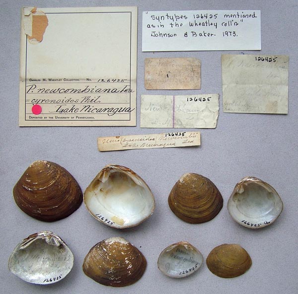 image of lot ANSP_126425