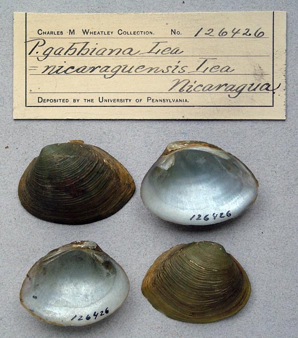 image of lot ANSP_126426