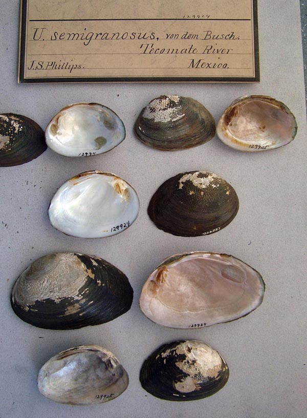 image of lot ANSP_129924