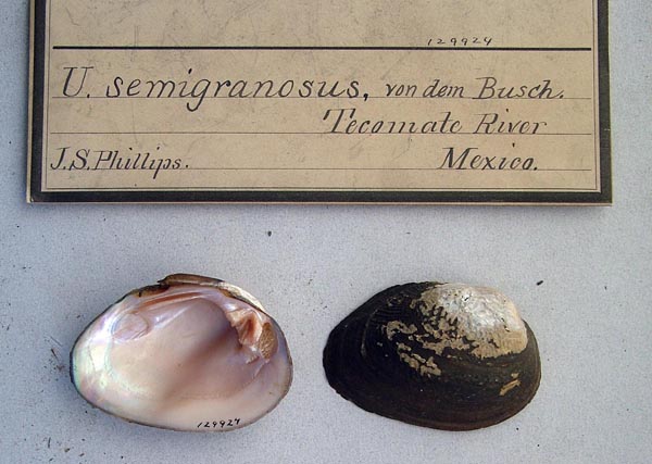 image of lot ANSP_129924