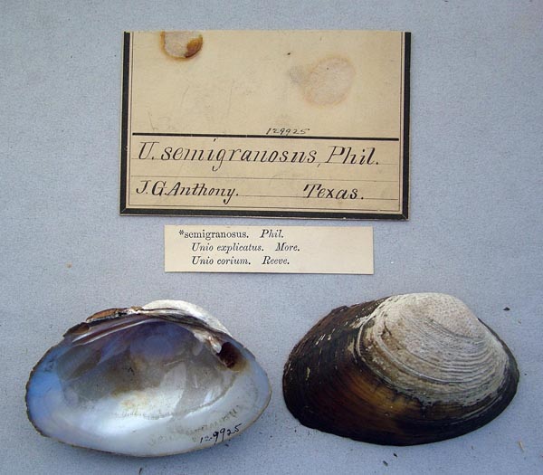 image of lot ANSP_129925