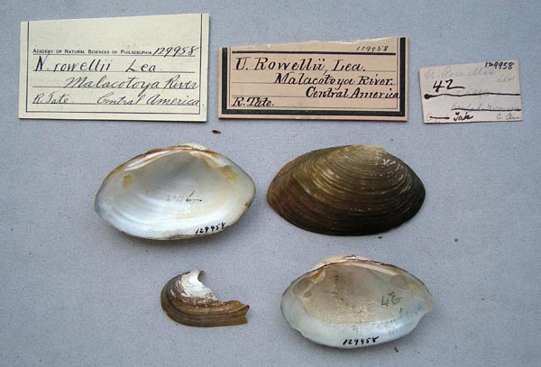 image of lot ANSP_129958