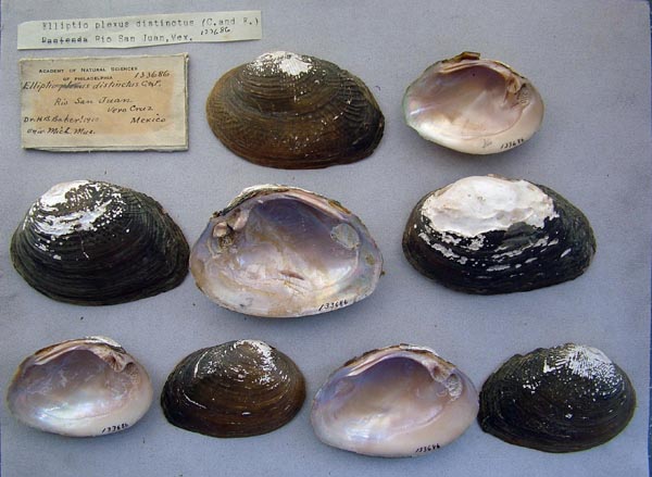 image of lot ANSP_133686