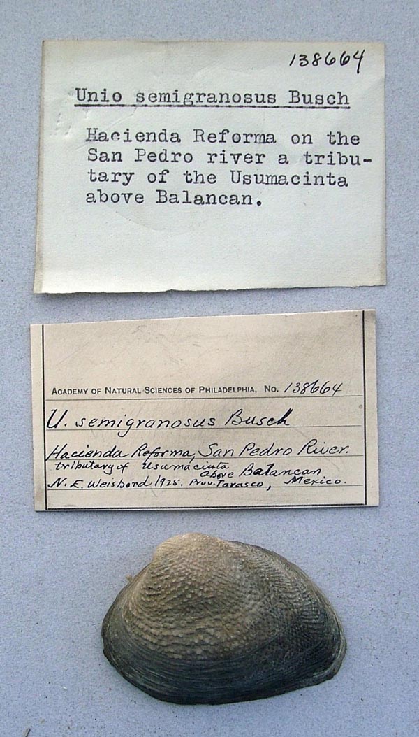 image of lot ANSP_138664