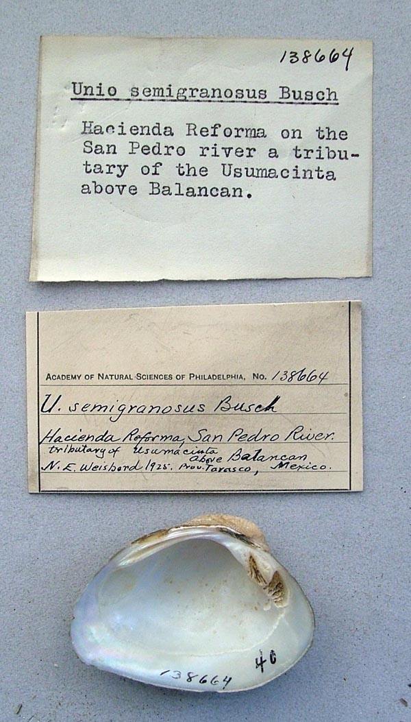 image of lot ANSP_138664