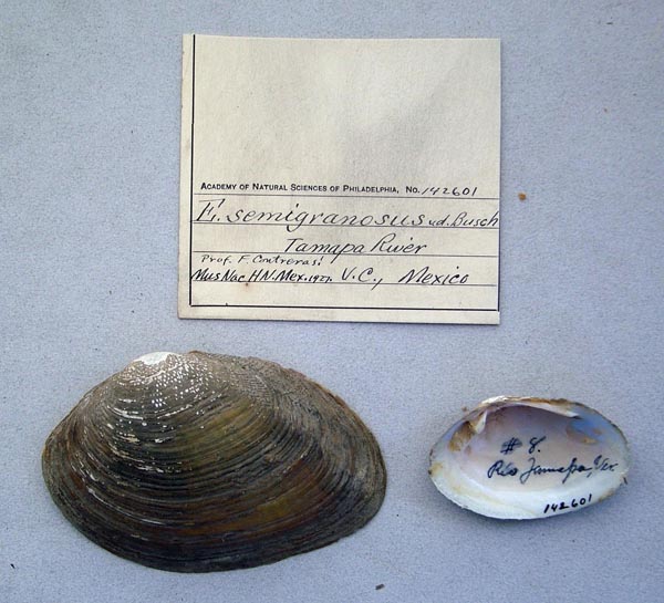 image of lot ANSP_142601