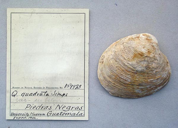 image of lot ANSP_159973