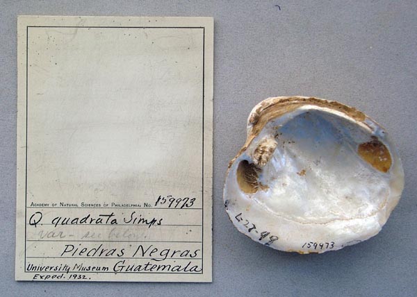 image of lot ANSP_159973