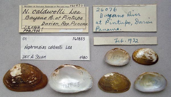 image of lot ANSP_161833