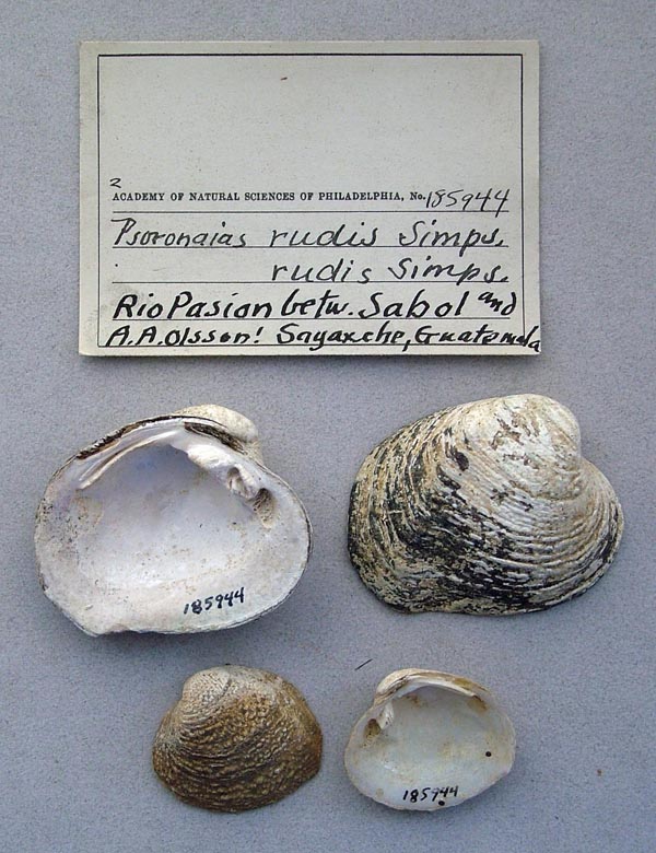 image of lot ANSP_185944