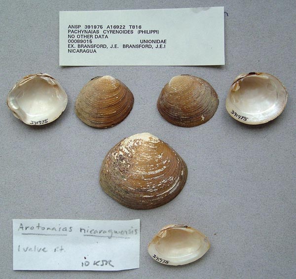 image of lot ANSP_391975