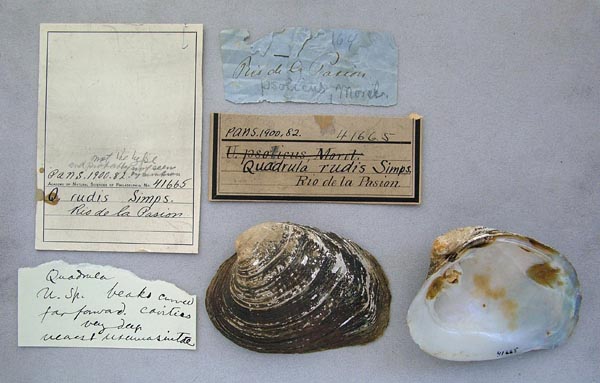 image of lot ANSP_41665