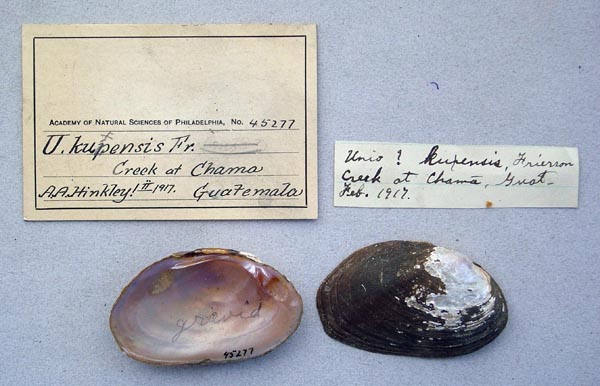 image of lot ANSP_45277