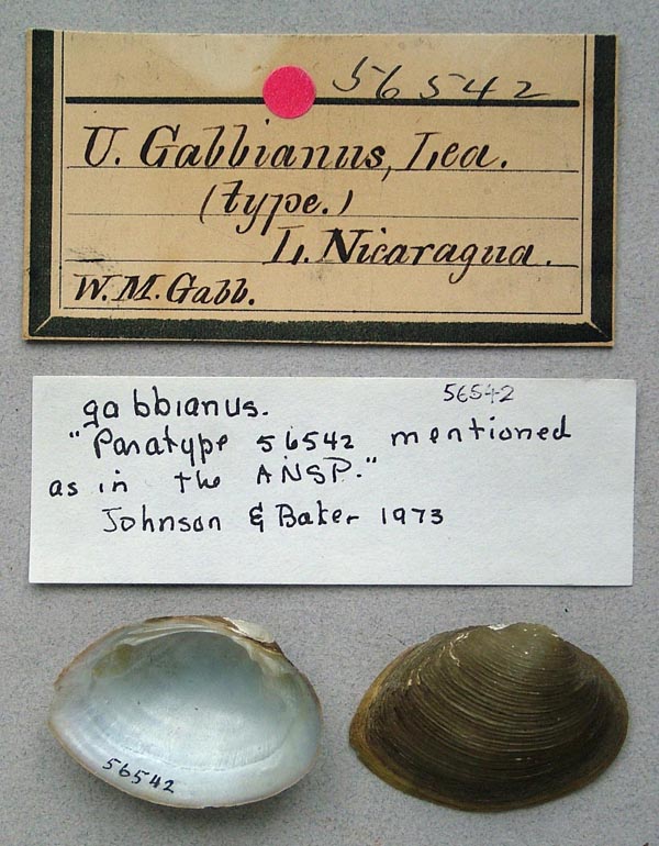 image of lot ANSP_56542