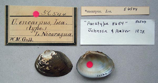 image of lot ANSP_56544