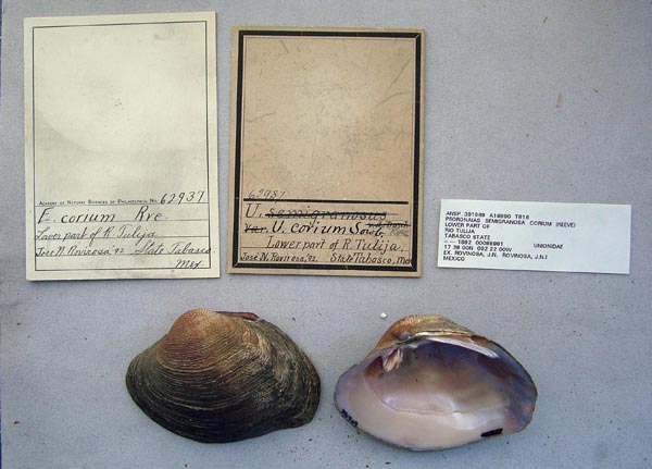 image of lot ANSP_62937