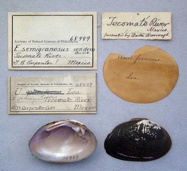 image of lot ANSP_68489