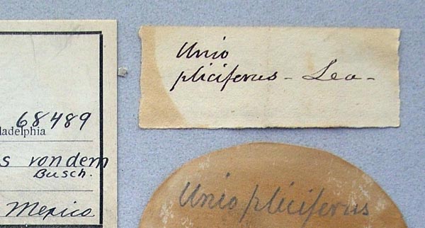 image of lot ANSP_68489