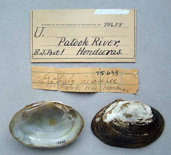 image of lot ANSP_75638