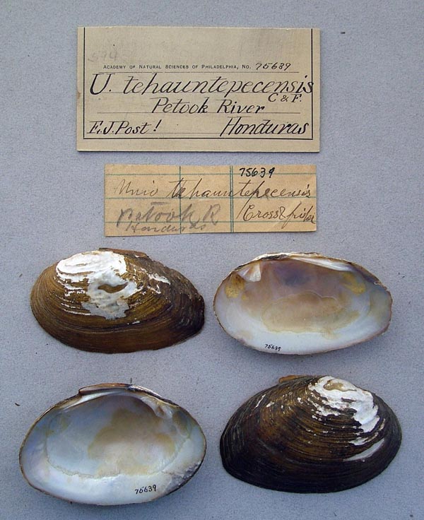 image of lot ANSP_75639