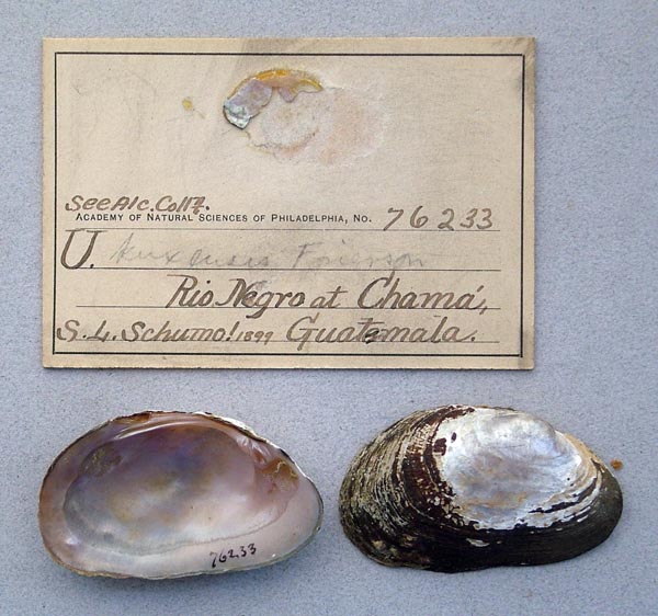 image of lot ANSP_76233