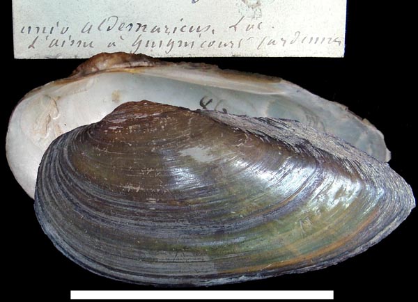 image of type lot image of type lot