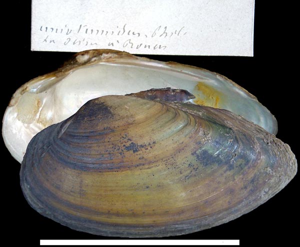 image of type lot image of type lot