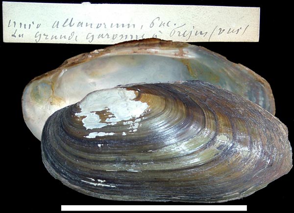 image of type lot image of type lot