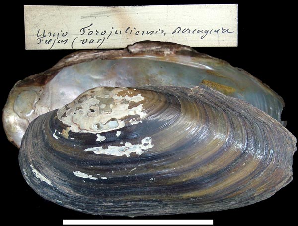 image of type lot image of type lot