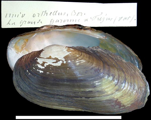 image of type lot image of type lot