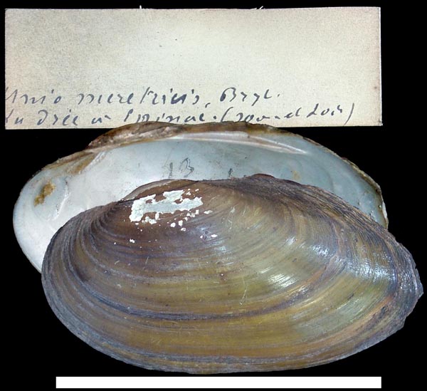 image of type lot image of type lot